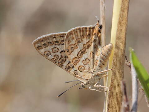 Image of Cigaritis lilacinus