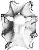 Image of Opisthoteuthis Verrill 1883