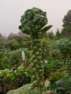 Image of Brussels Sprout