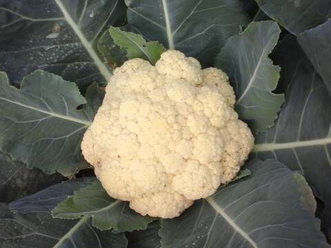 Image of broccoli