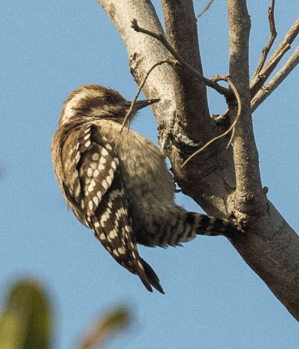 Image of Brown-backed Woodpecker
