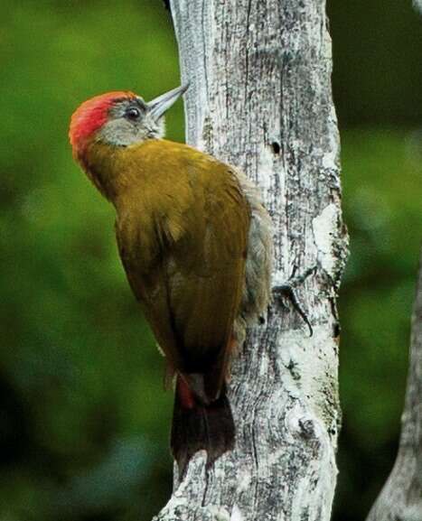 Image of Olive Woodpecker