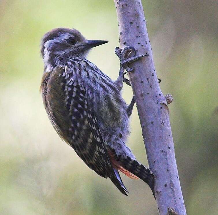 Image of Abyssinian Woodpecker