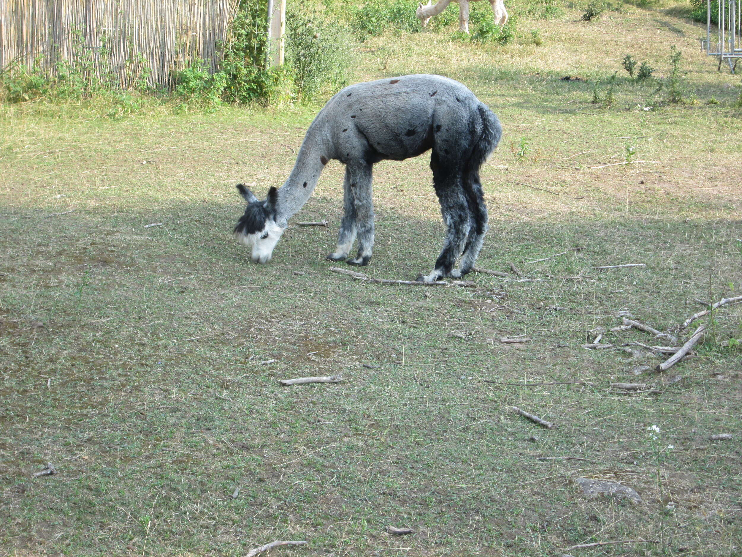 Image of Alpaca