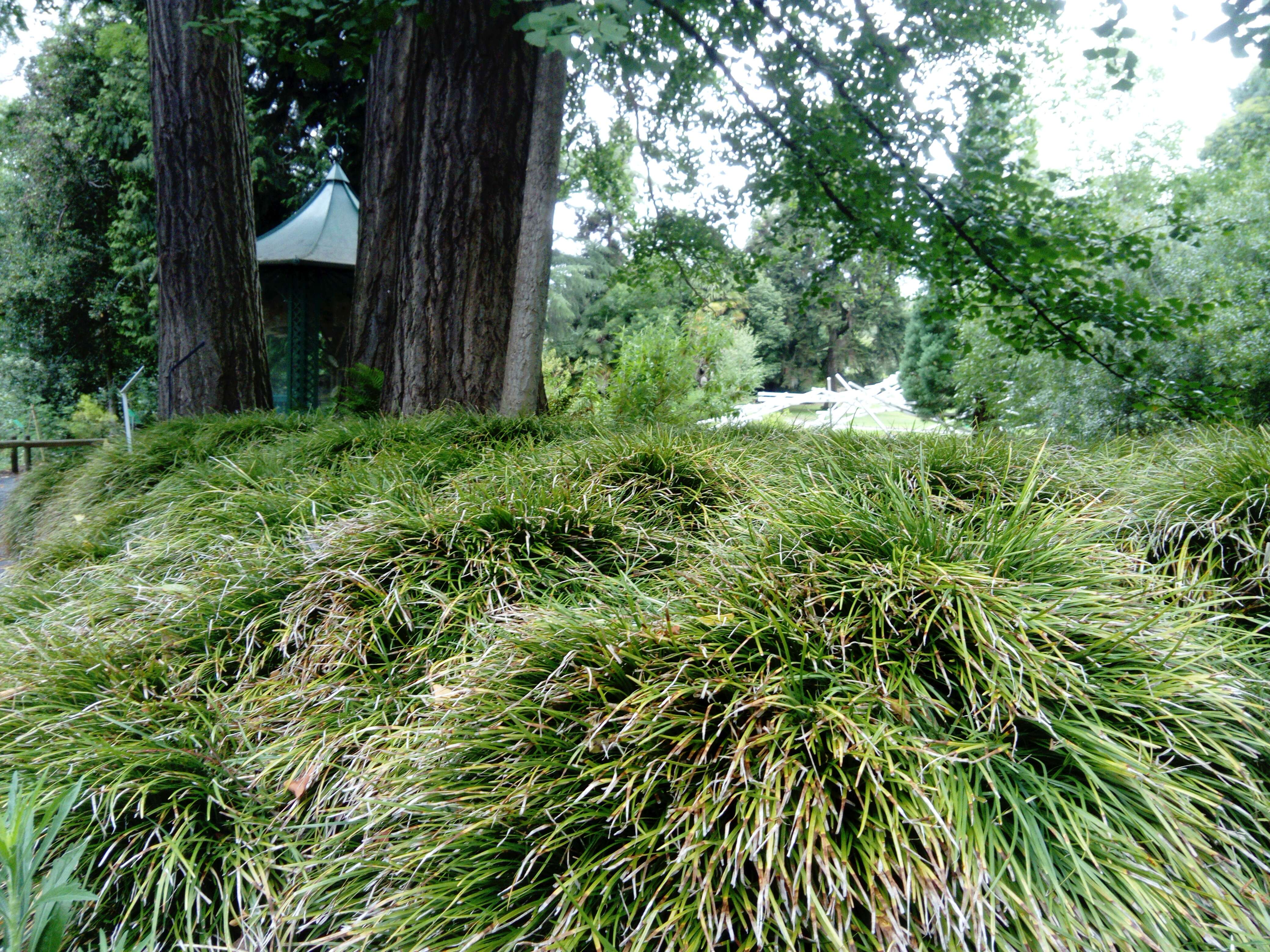 Image of Mondo Grass