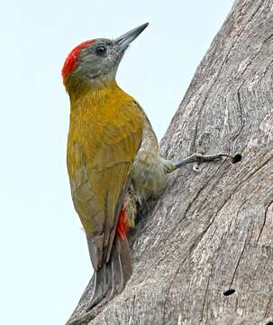 Image of Olive Woodpecker