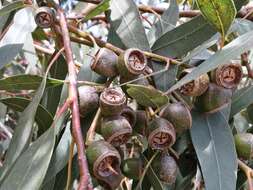 صورة Eucalyptus cosmophylla F. Müll.