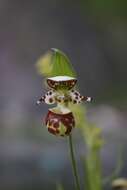 Image of Spotted lady slipper