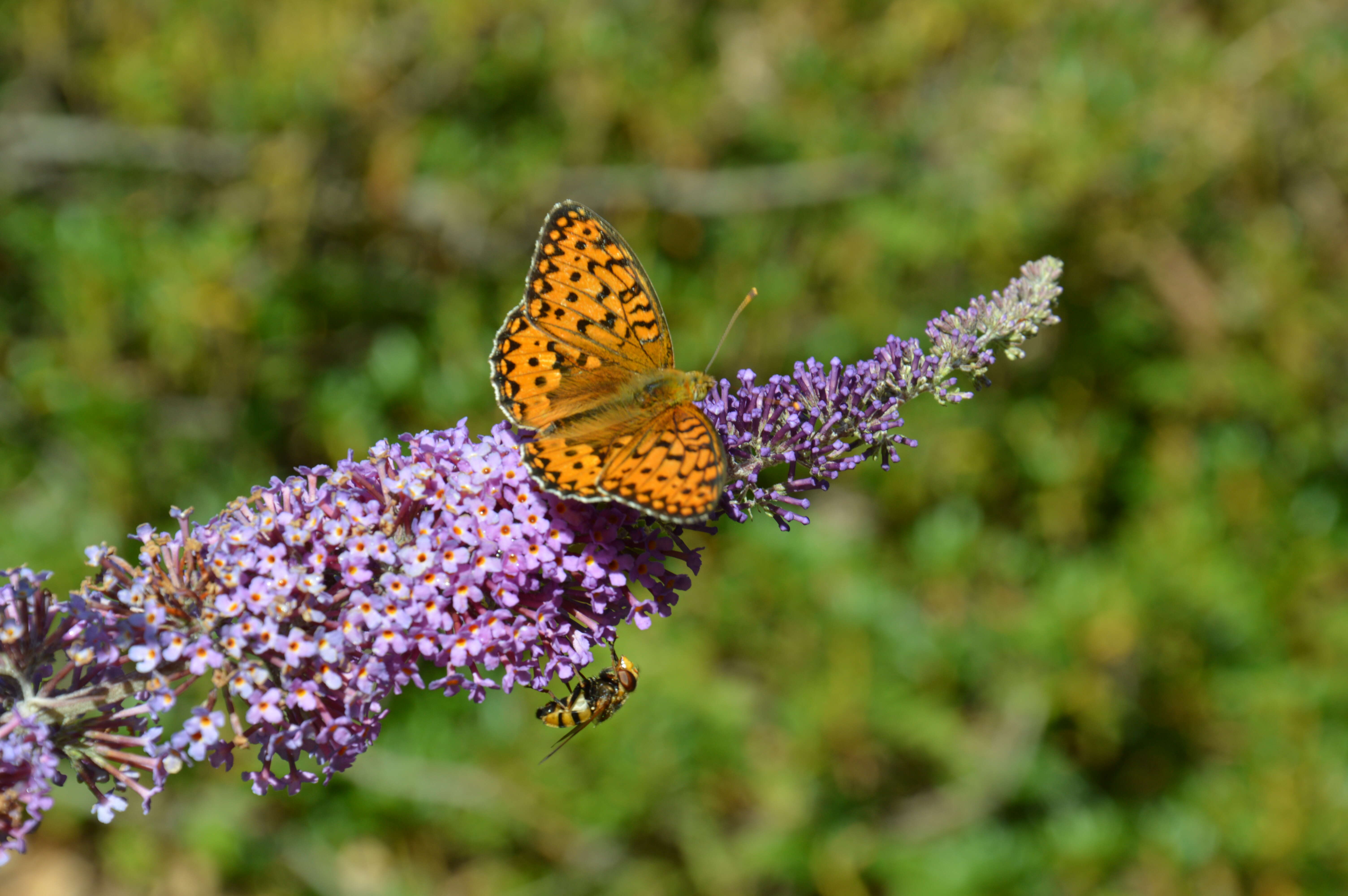 Image of Speyeria aglaja