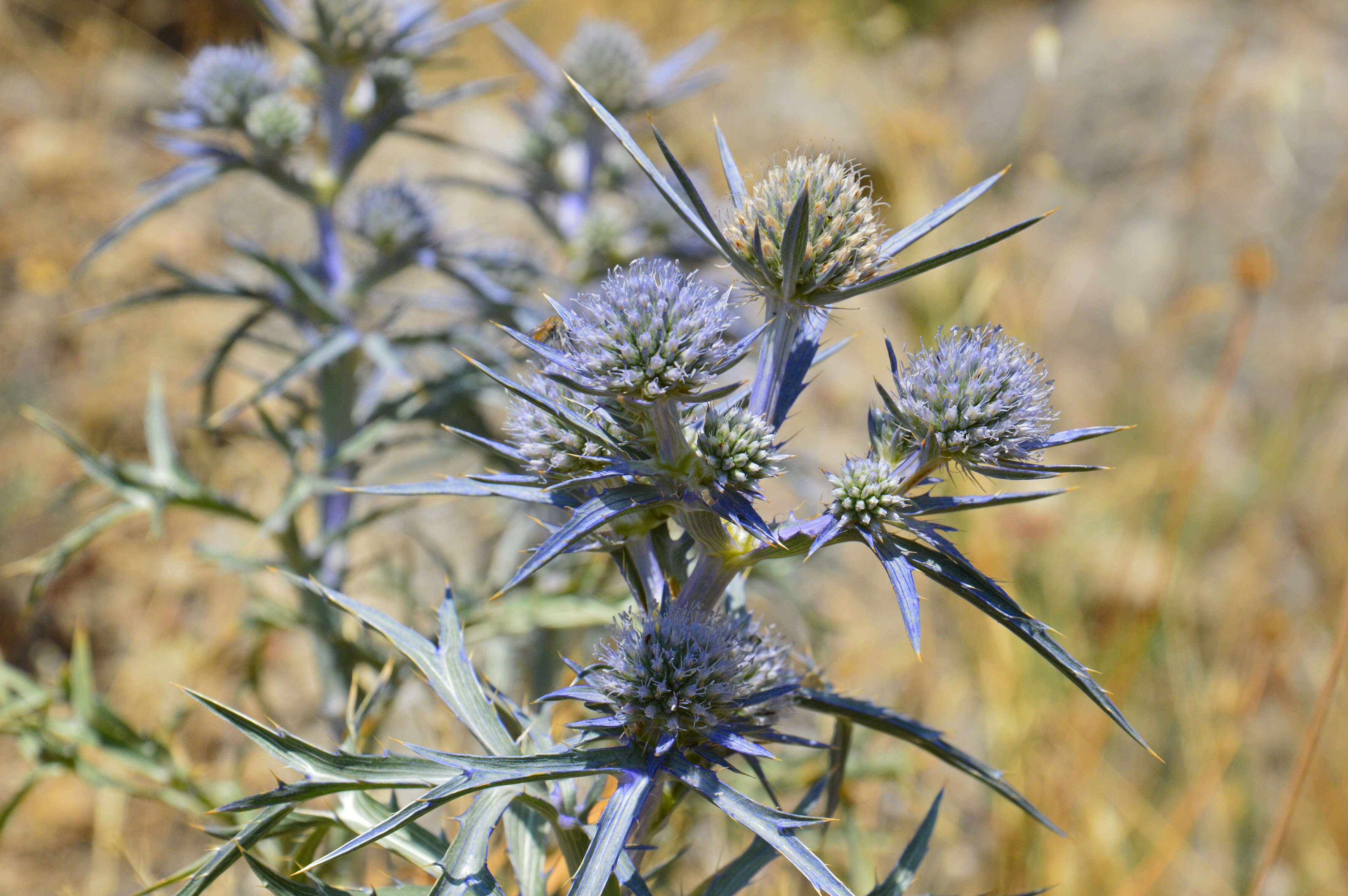 Image of amethyst eryngo