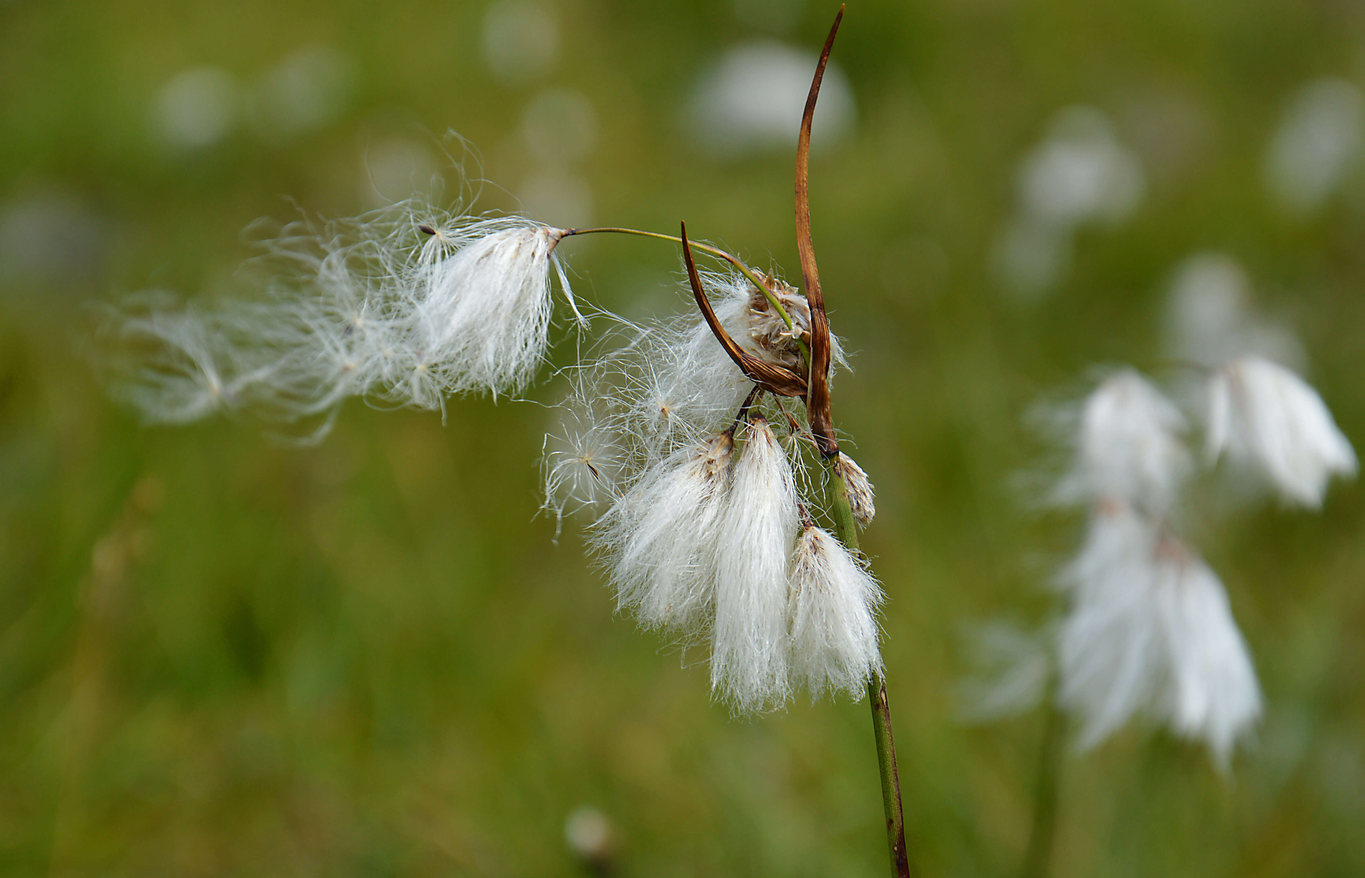 Image of common cottongrass