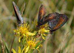 Image of Swiss Brassy Ringlet