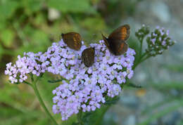 Image of Lesser Mountain Ringlet