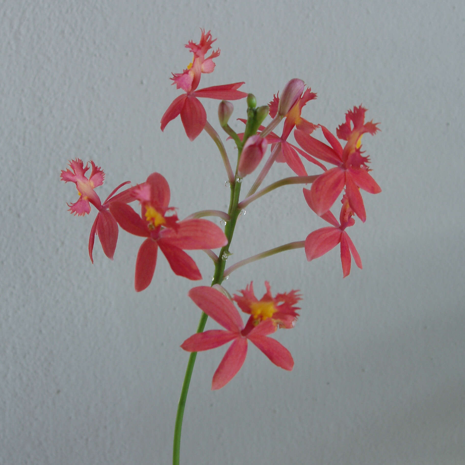 Image of Epidendrum ibaguense Kunth