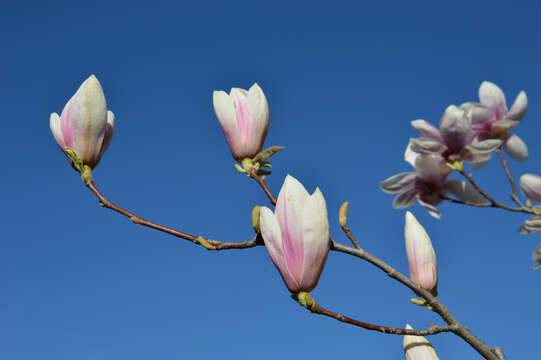 Image of Saucer magnolia