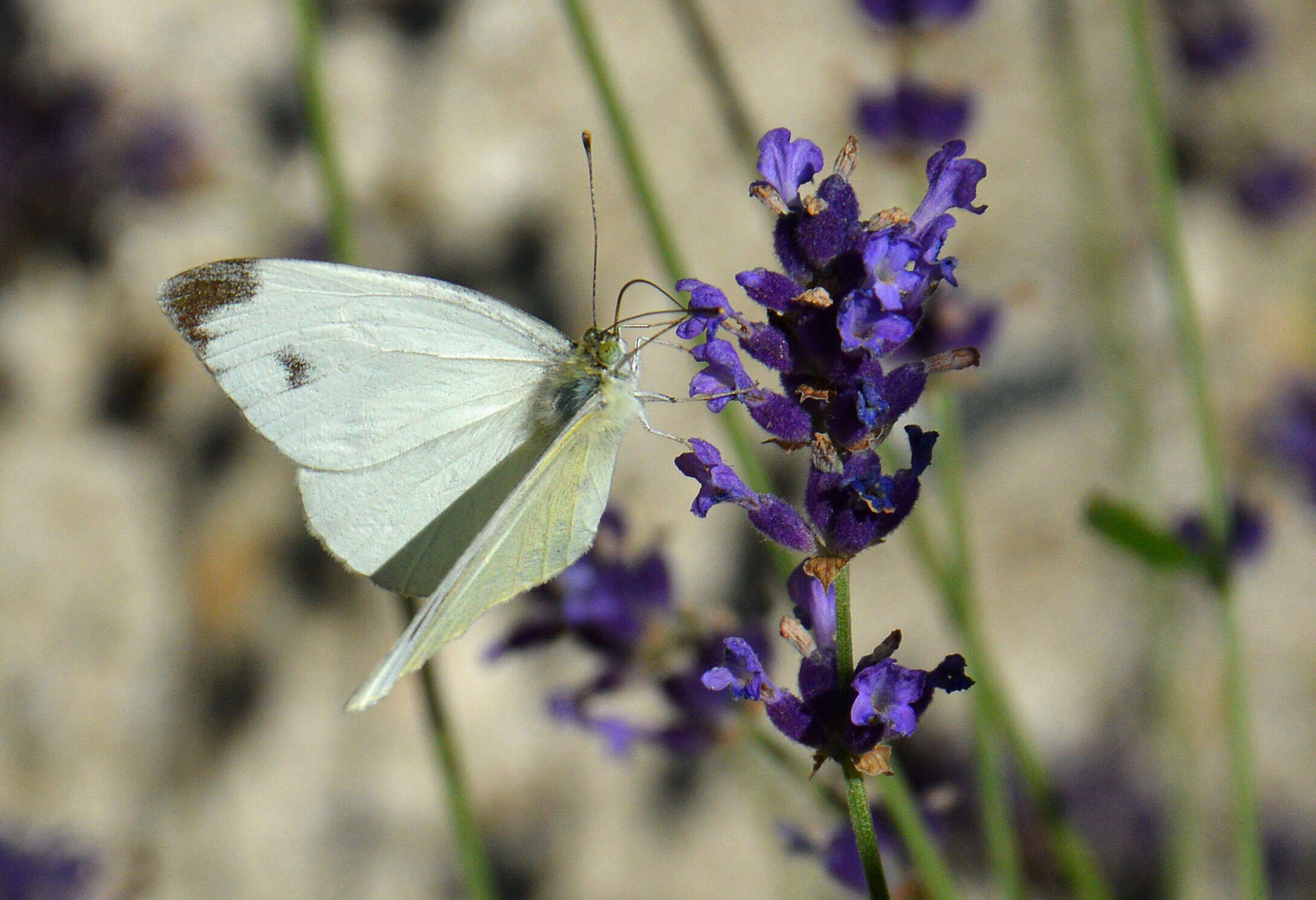 Image of Southern Small White