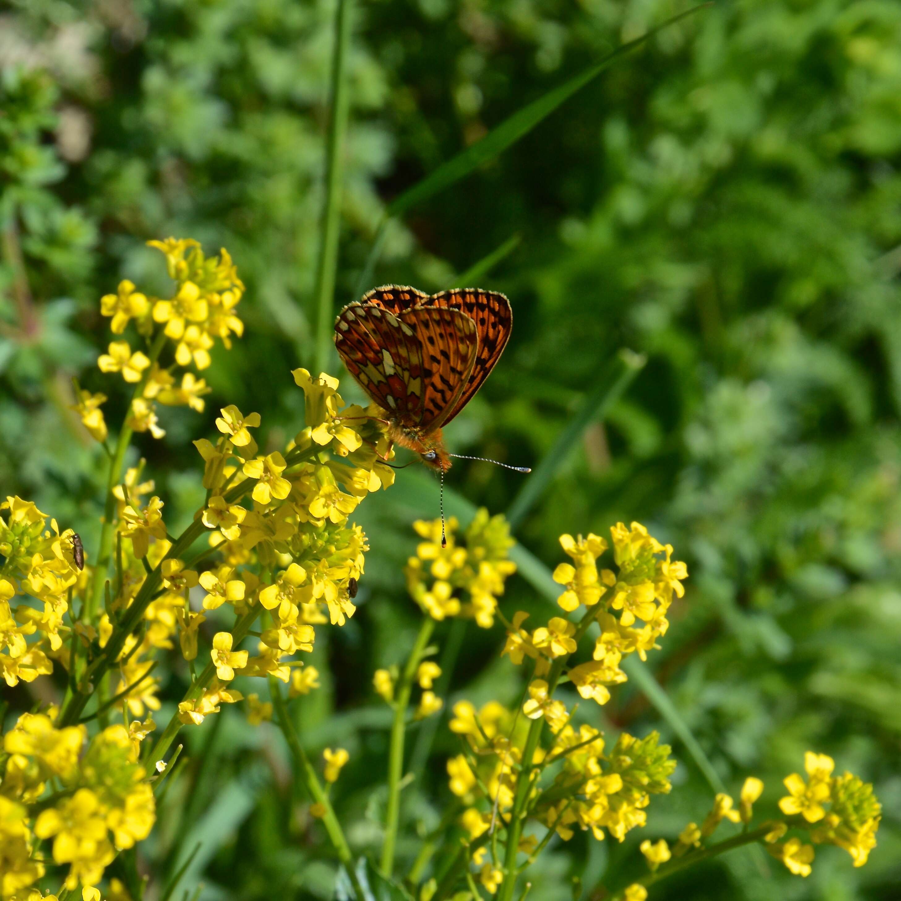 Plancia ëd Boloria euphrosyne