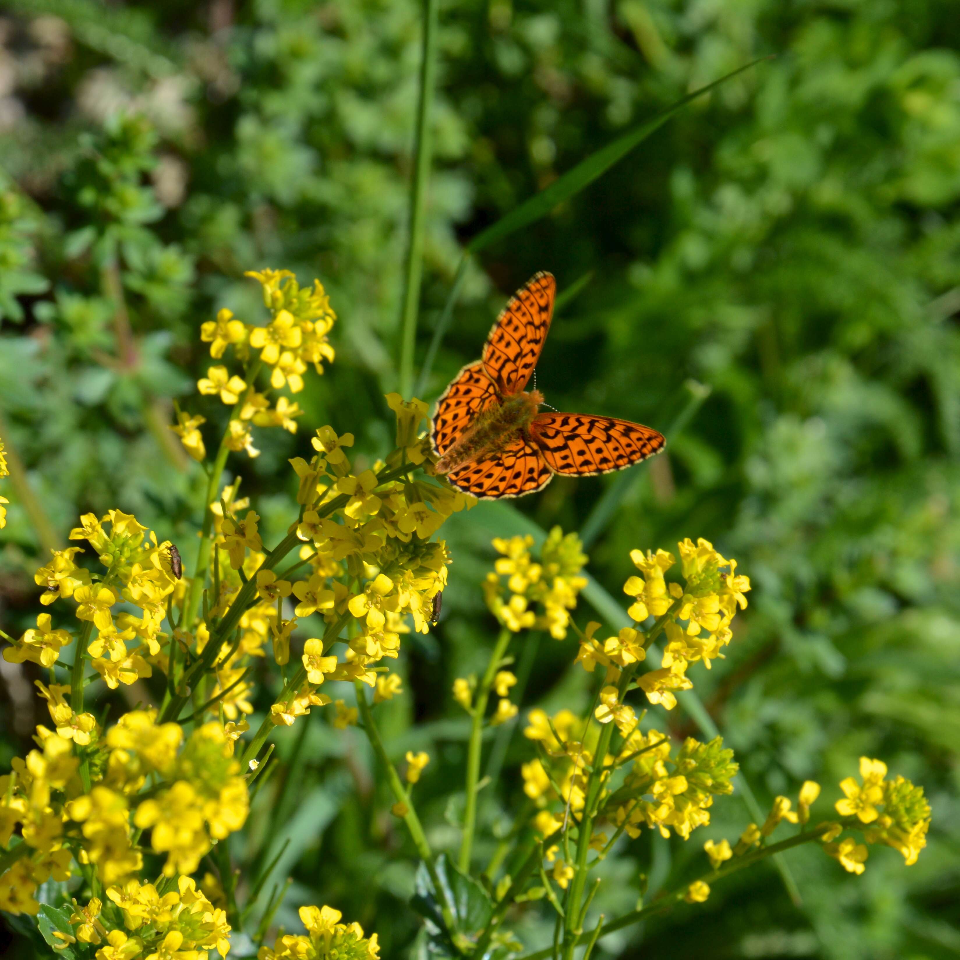 Plancia ëd Boloria euphrosyne