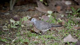 Image of Zebra Dove