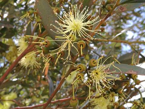 Image of Eucalyptus eremophila (Diels) Maiden