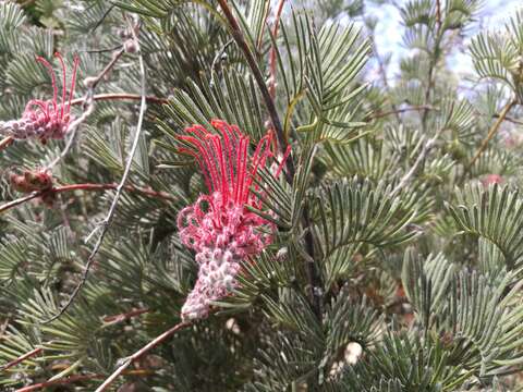 Imagem de Grevillea thyrsoides Meissn.