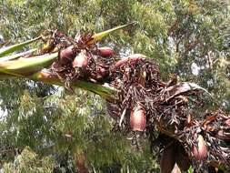 Doryanthes palmeri W. Bull resmi