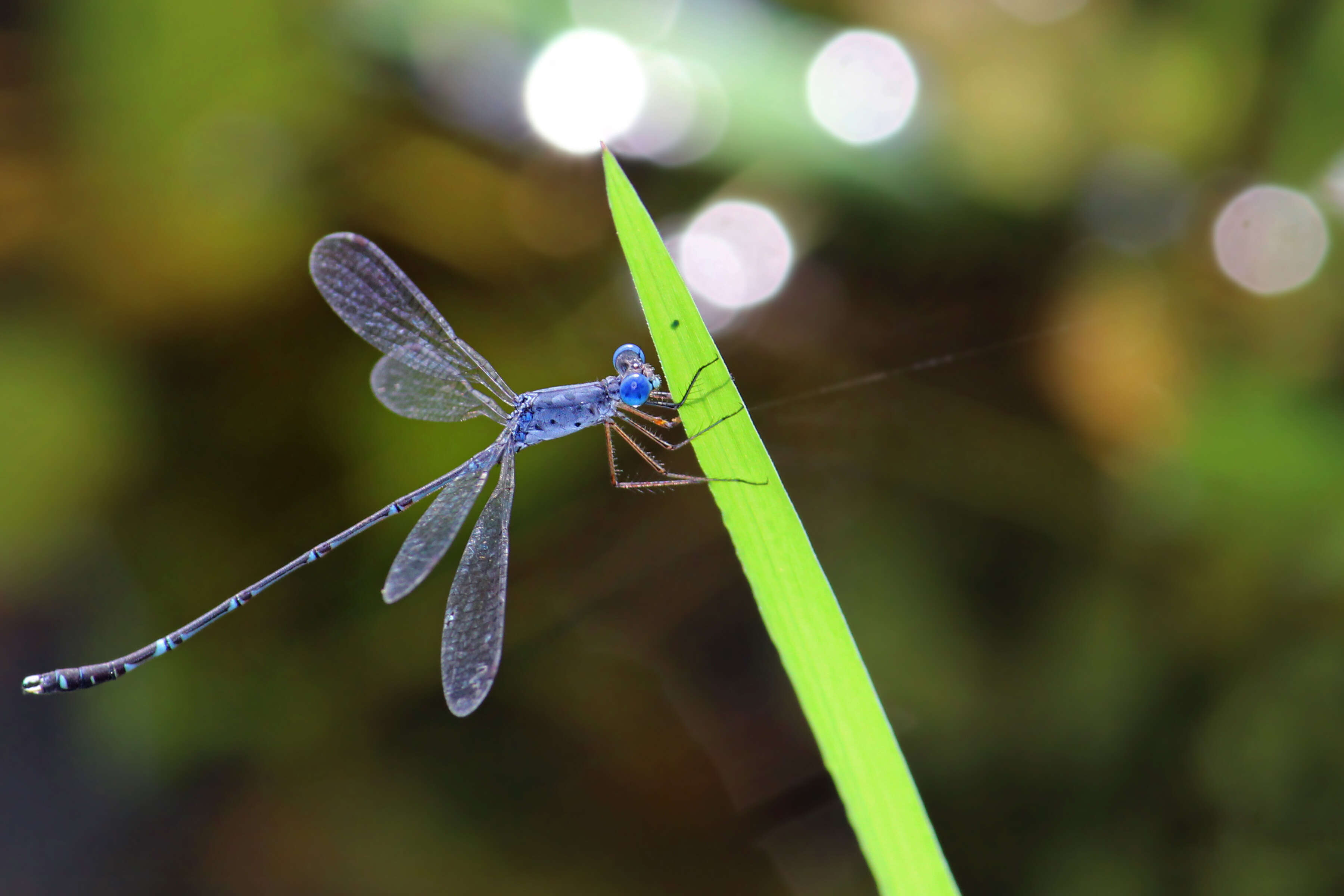 Image de Lestes praemorsus Hagen ex Selys 1862