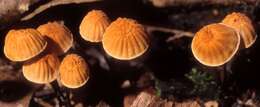 Imagem de Marasmius siccus