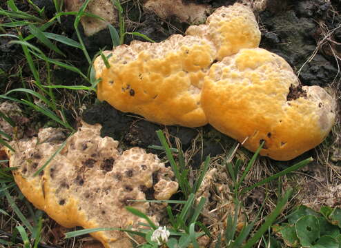 Image of Perenniporia fraxinea (Bull.) Ryvarden 1978