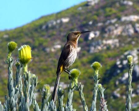 Image of Sugarbird