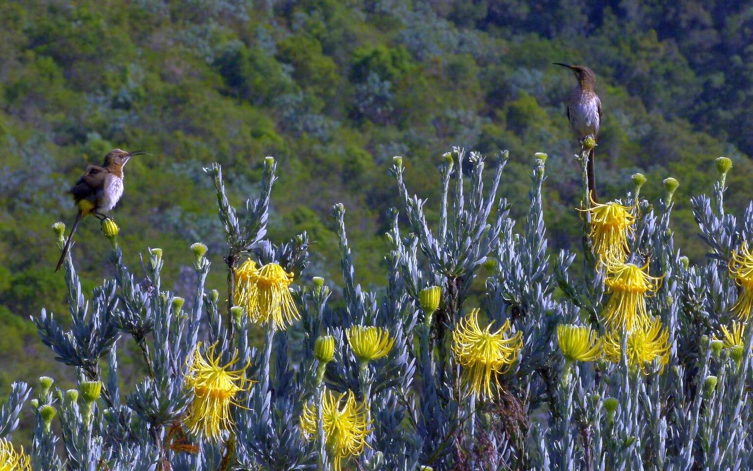 Image of Sugarbird