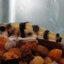 صورة Brachygobius xanthomelas Herre 1937