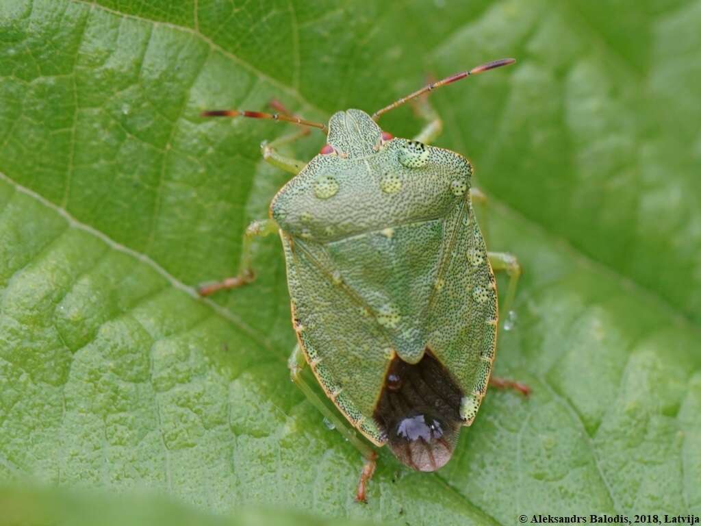 Image of Green shield bug