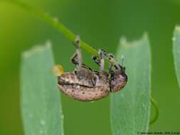 Image of Weevil