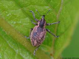 Image of Weevil