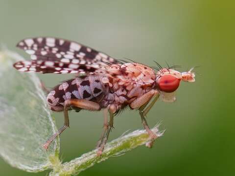 Image of Trypetoptera punctulata (Scopoli 1763)