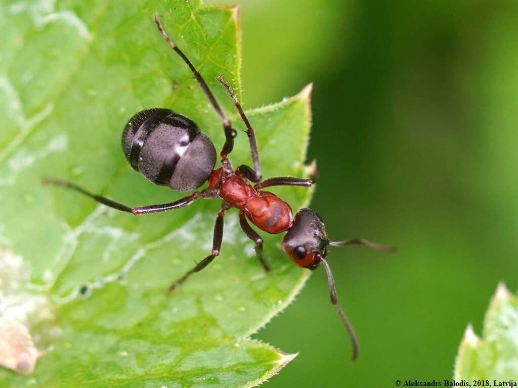 Слика од Formica rufa Linnaeus 1761