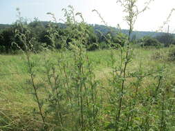 Image of common wormwood