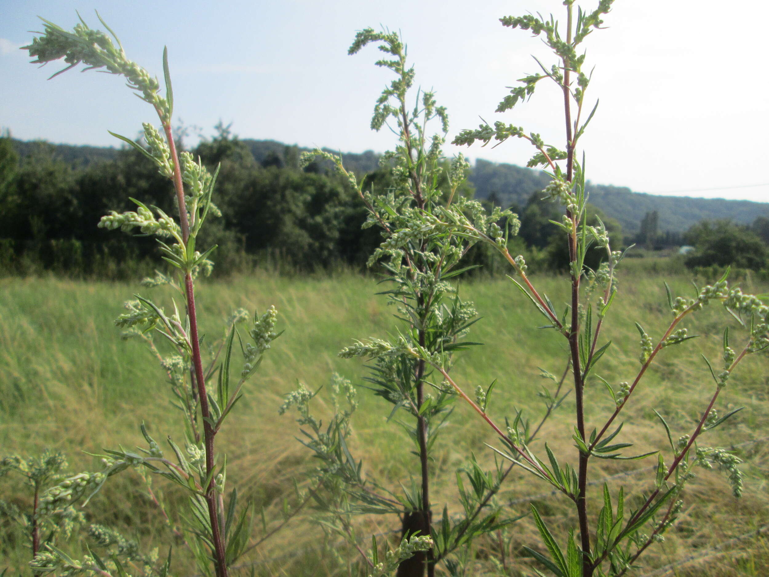 Image of common wormwood