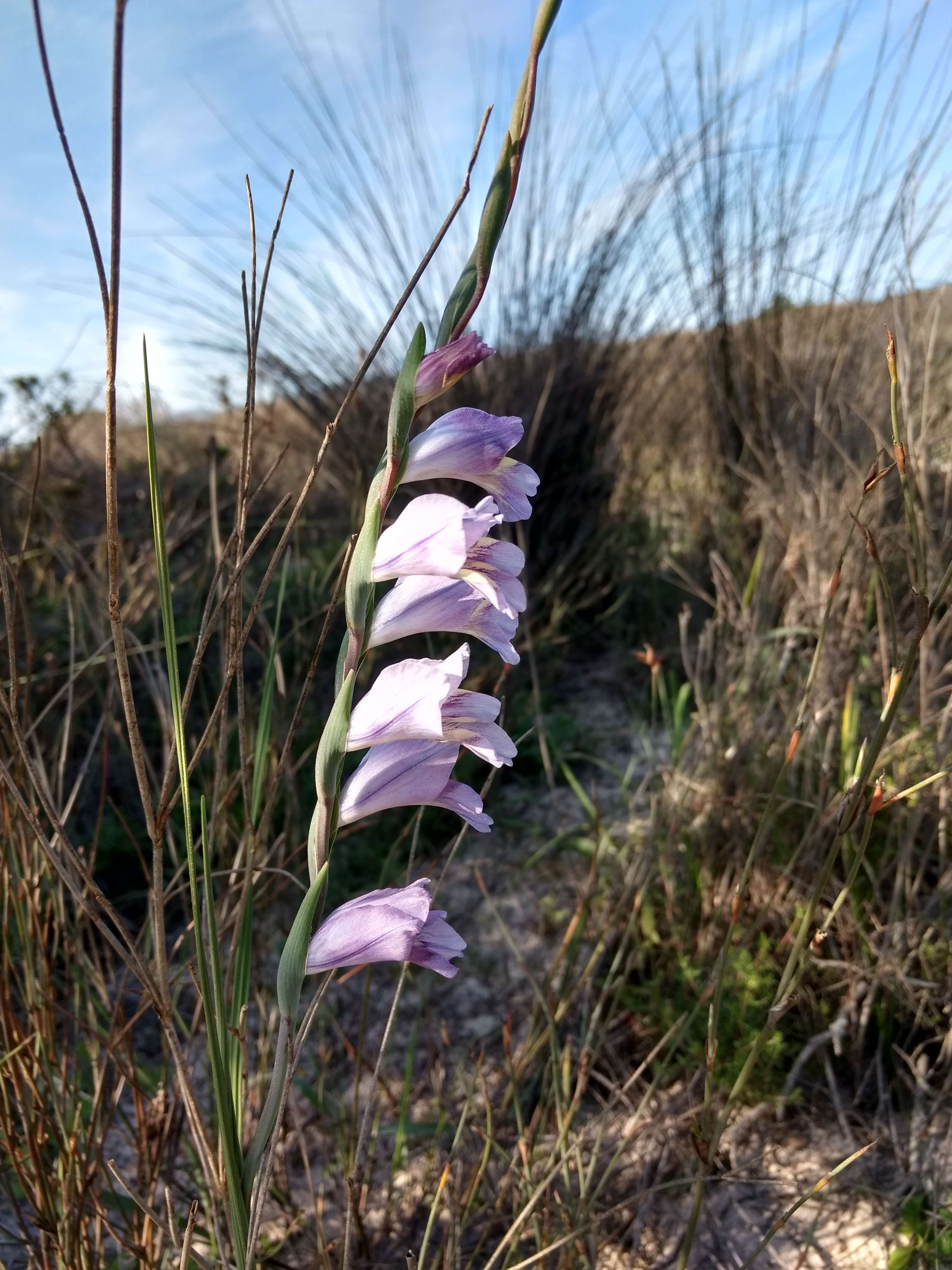 Image of Gladiolus patersoniae F. Bolus