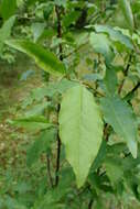 Image of Russian olive