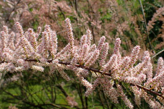 Image of smallflower tamarisk