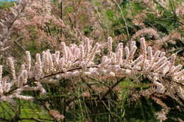 Image of smallflower tamarisk