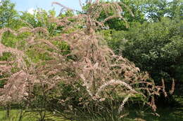 Image de Tamarix parviflora DC.