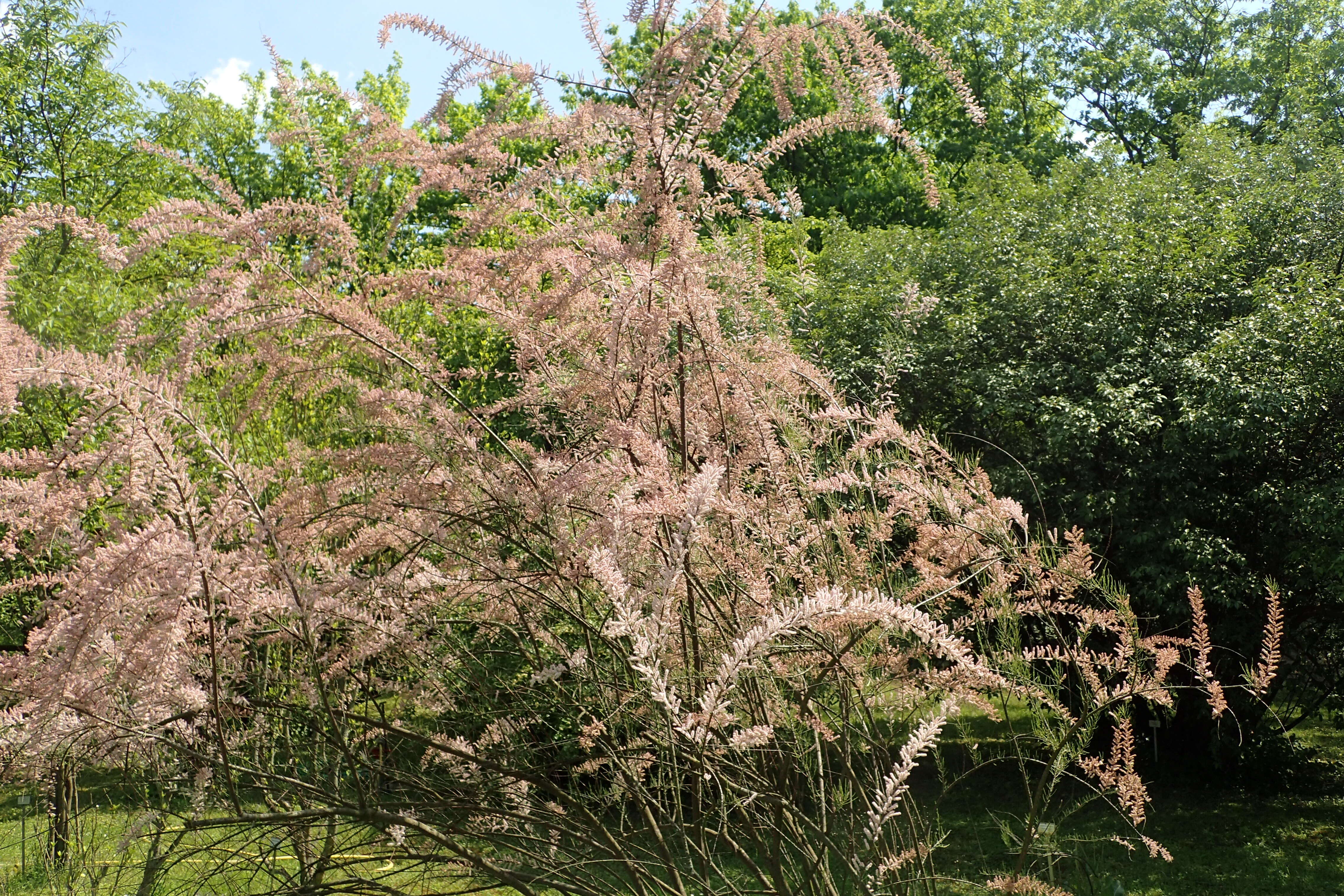 Image of smallflower tamarisk