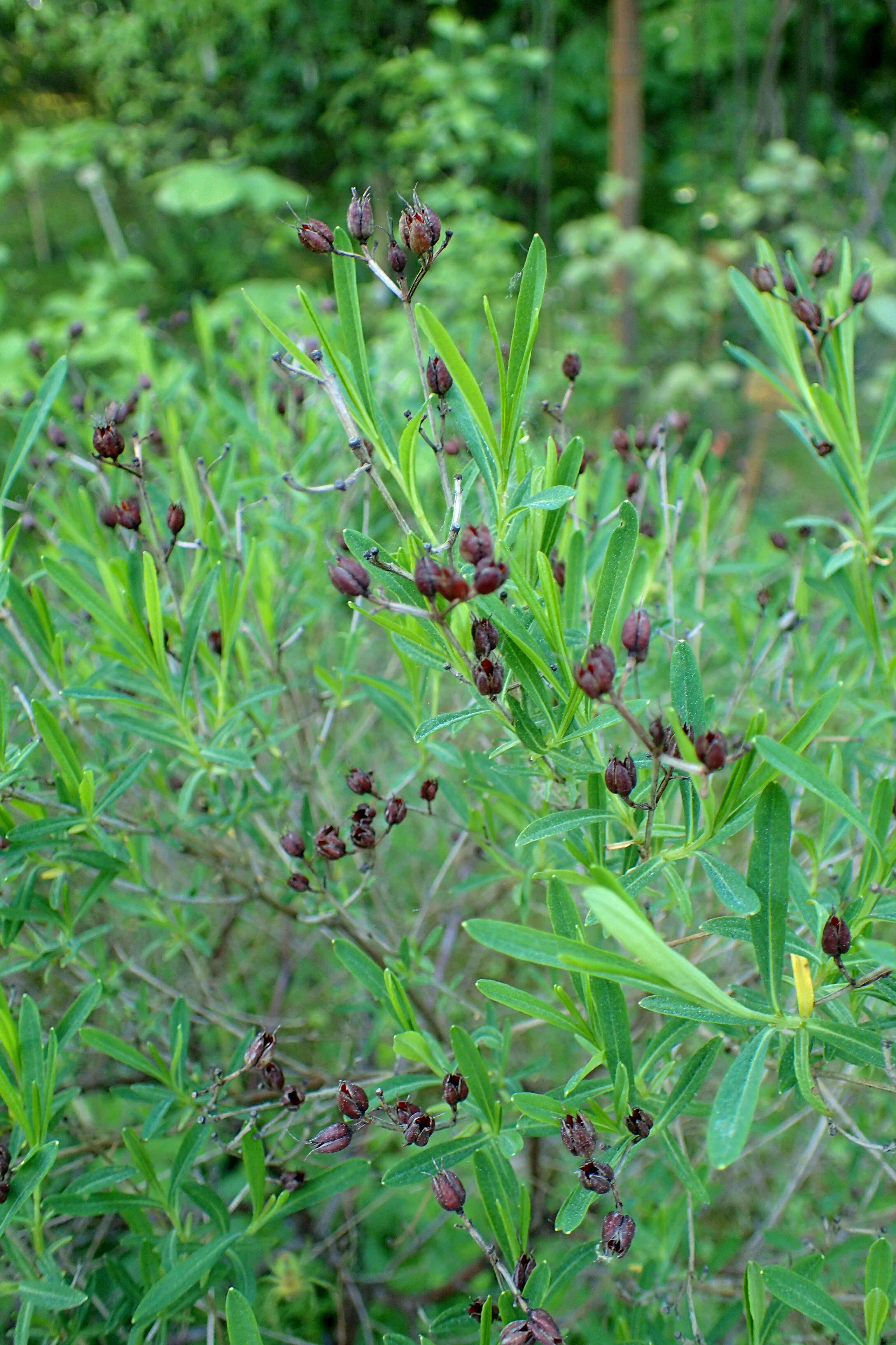 Image of Kalm's St. John's wort