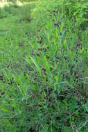 Image of Kalm's St. John's wort