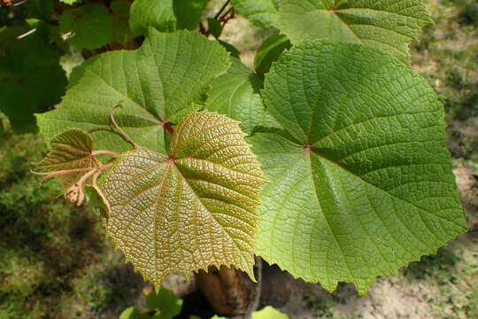 Image of crimson glory vine