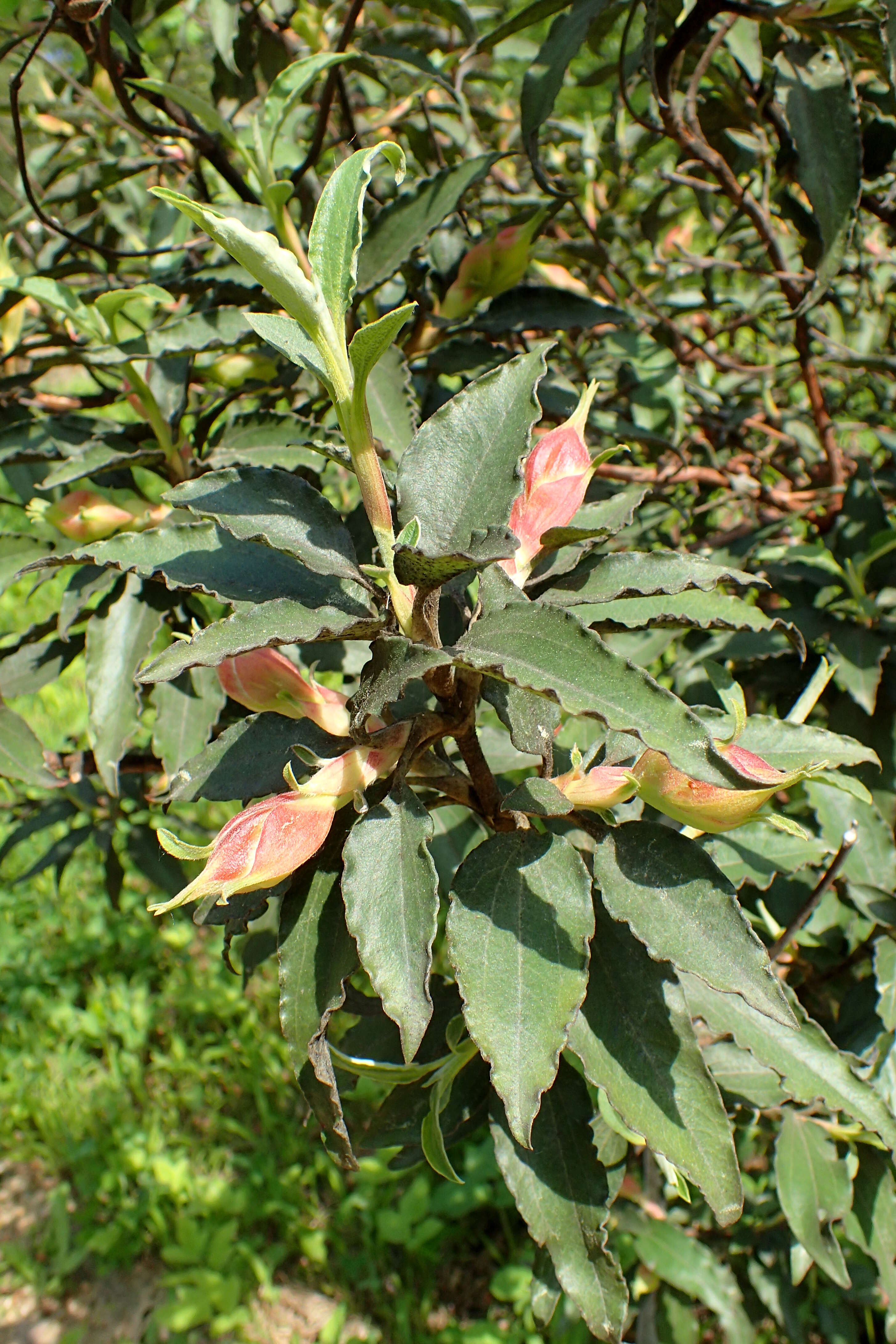 Imagem de Cistus laurifolius L.