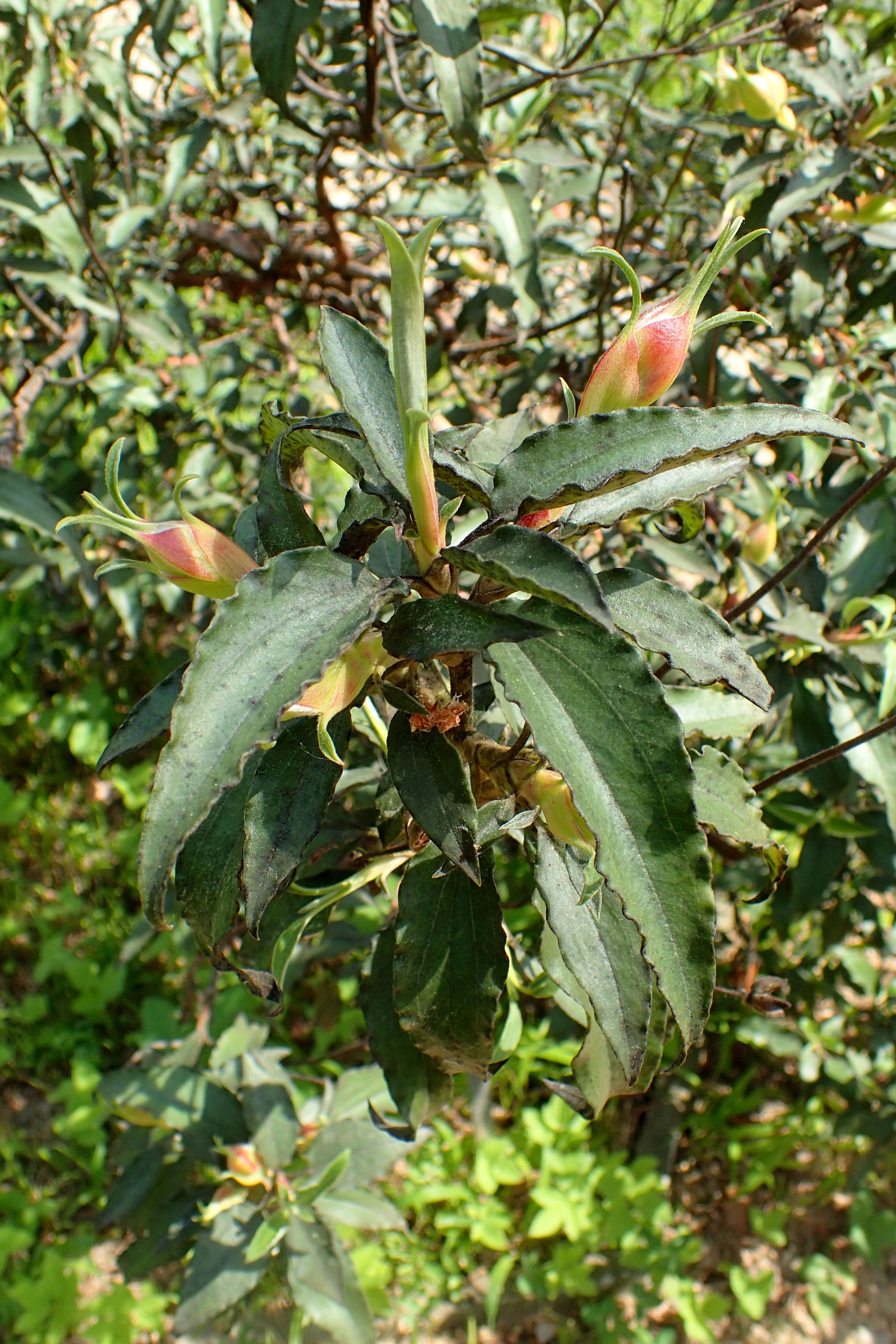 Imagem de Cistus laurifolius L.